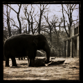 Berliner Zoo