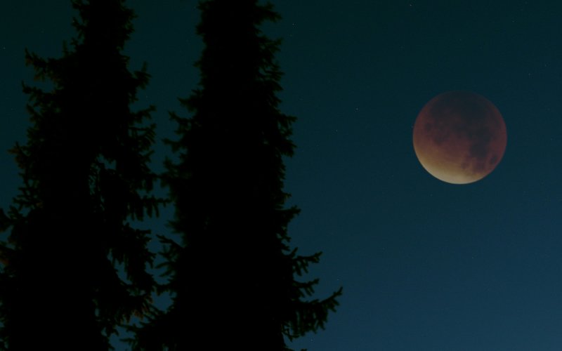 Mond + Fichten